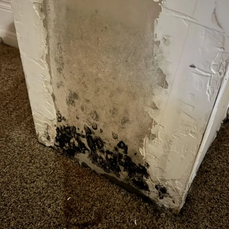 Professional Mold Removal in Brewster, OH
